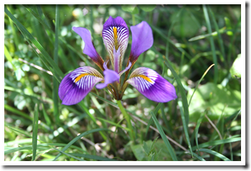 iris unguicularis ssp cretensis